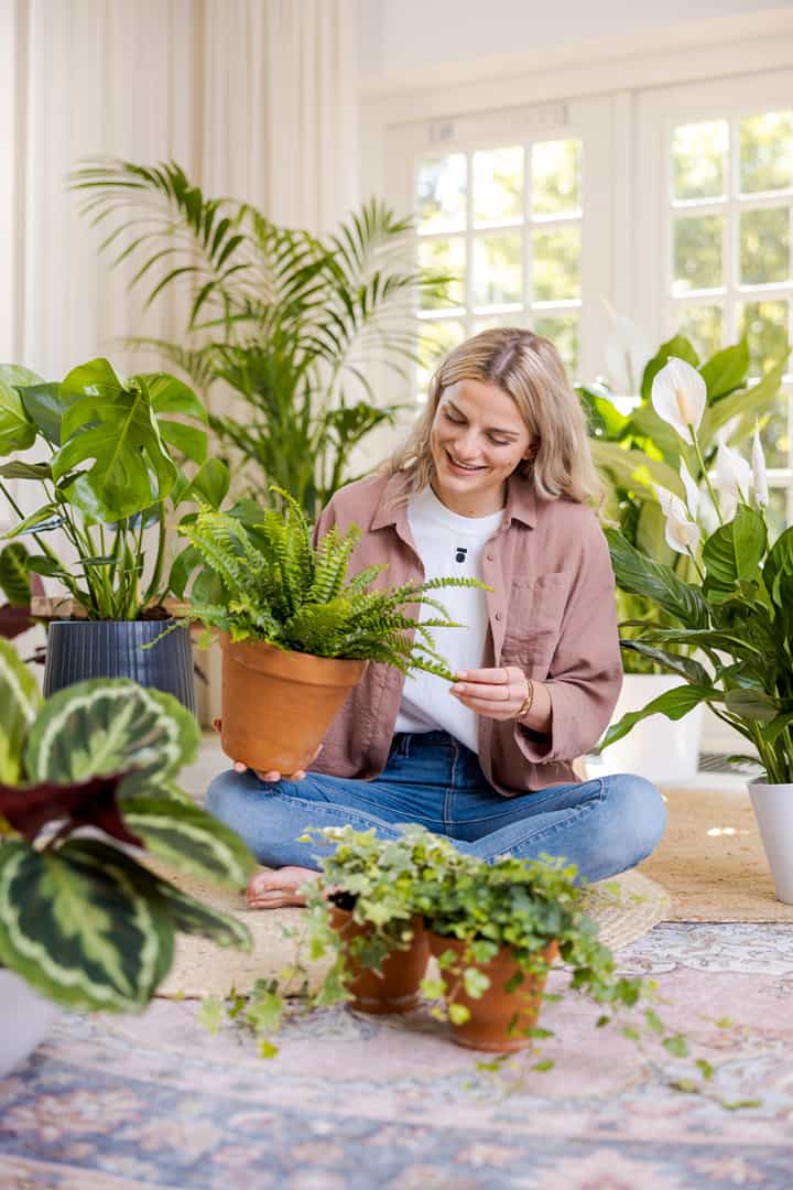 luchtzuiverende-planten-air-so-pure