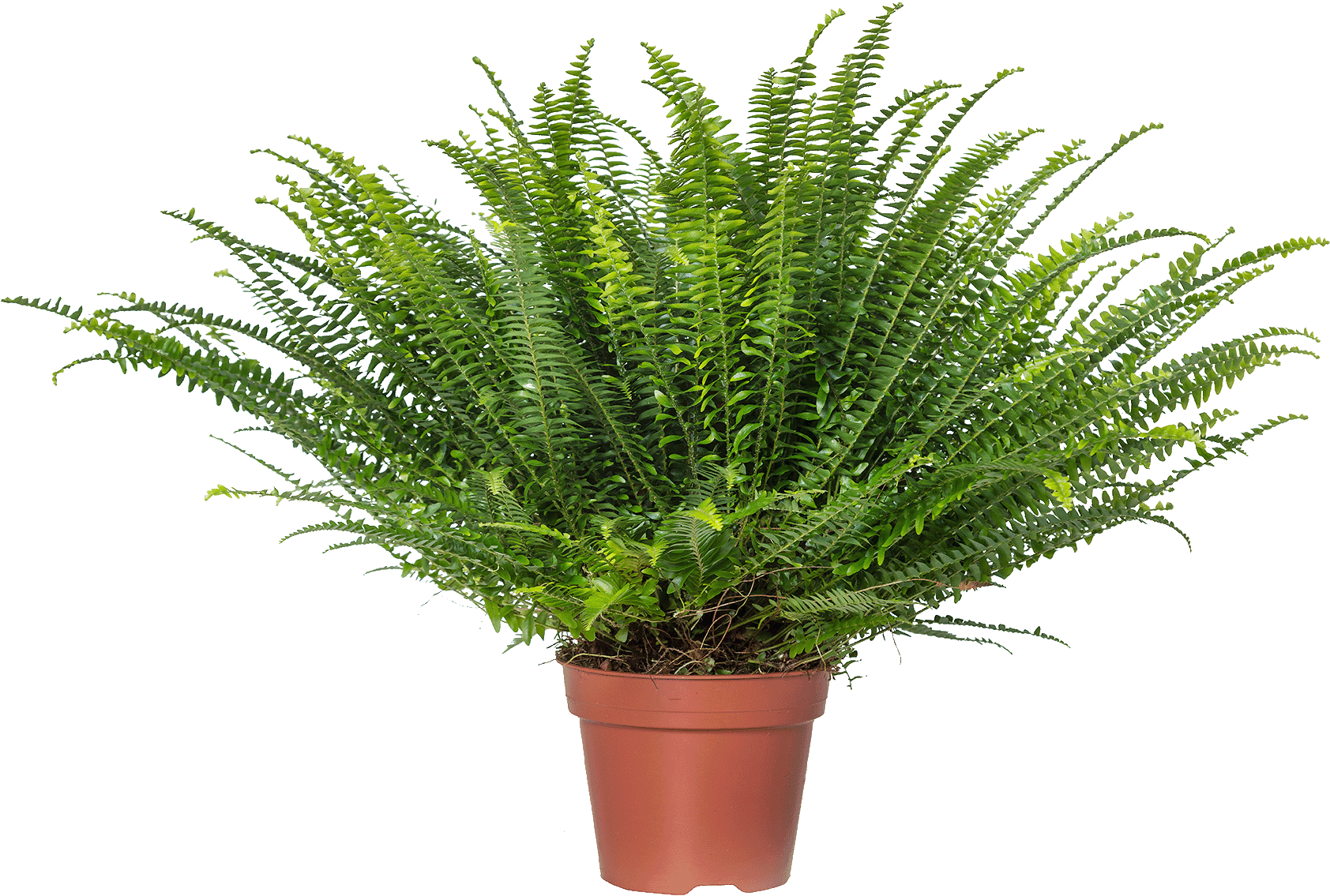 Nephrolepis Air So Pure