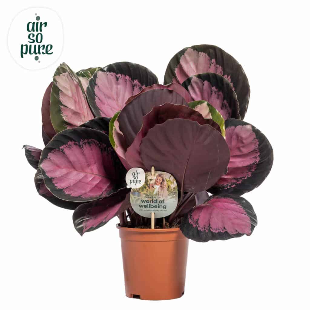 AirSoPure Calathea Crimson potmaat 14cm