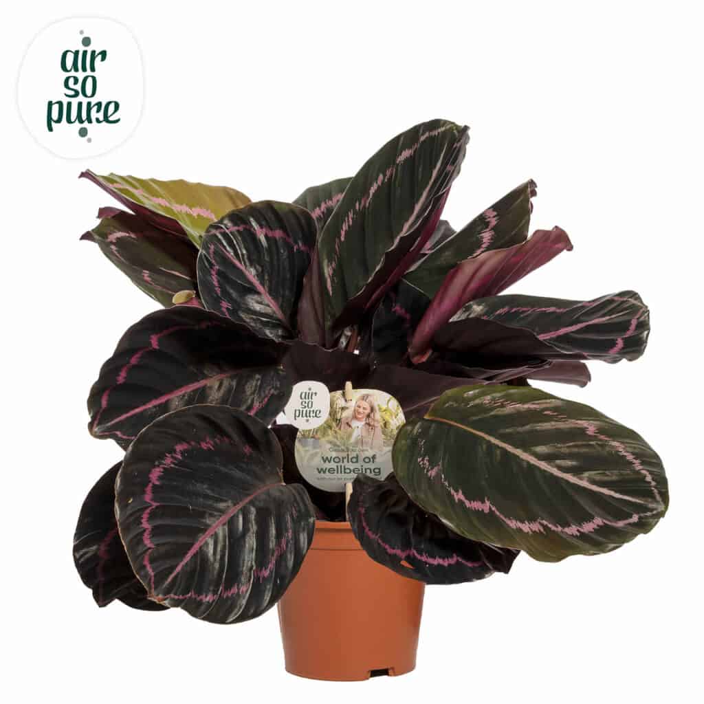 AirSoPure Calathea Dotti potmaat 14cm