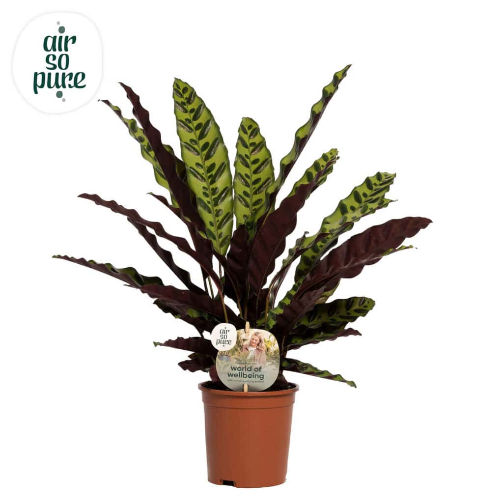 Air So Pure Calathea Insigne Lancifolia potmaat 14cm