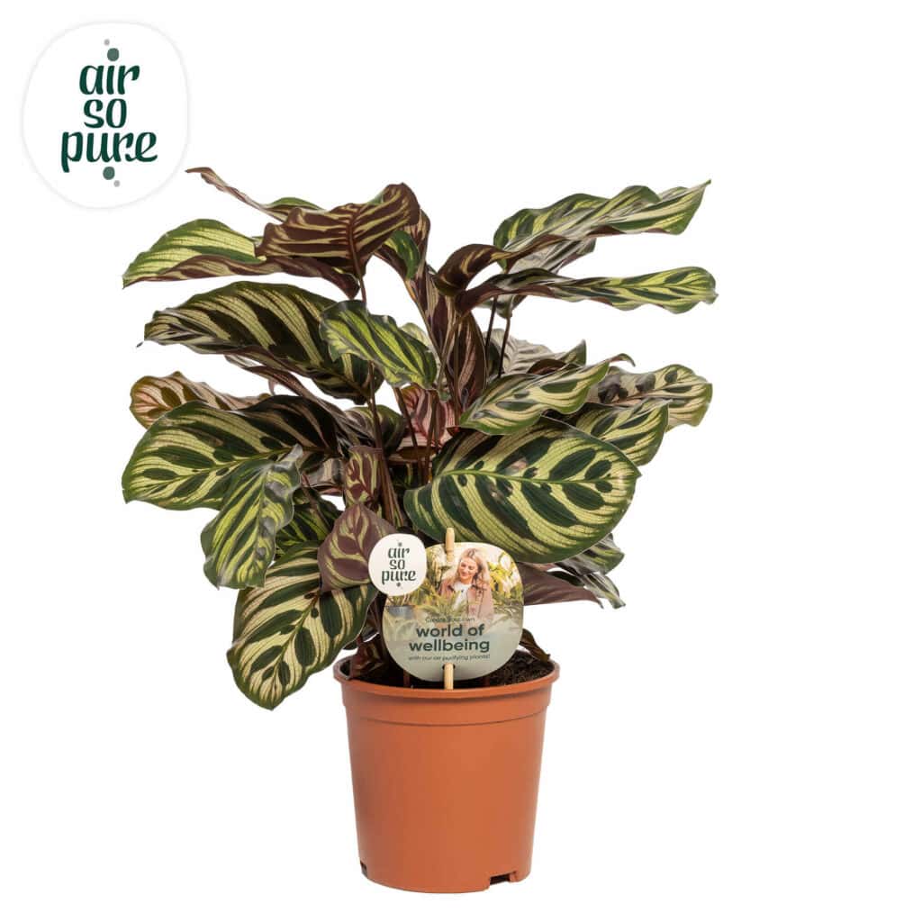 Air So Pure Calathea Makoyana potmaat 14cm