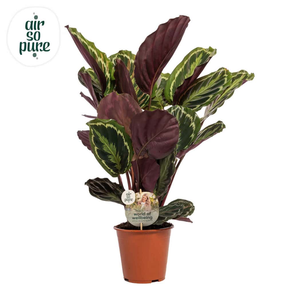 Air So Pure Calathea Medallion potmaat 19cm