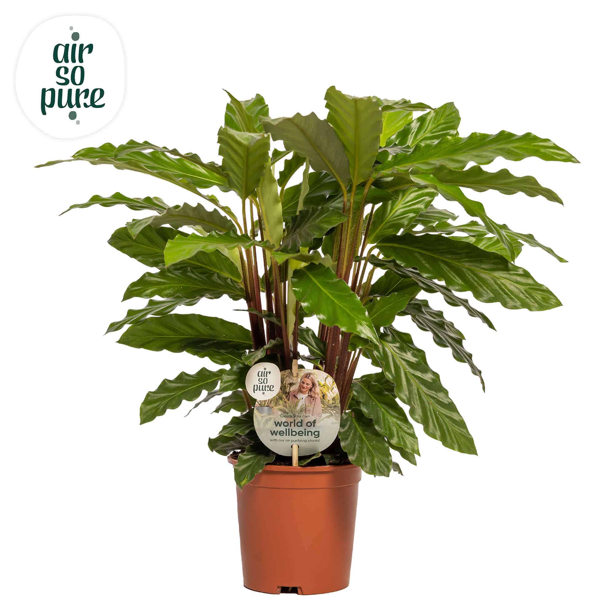 Calathea Mirosha • Air So Pure
