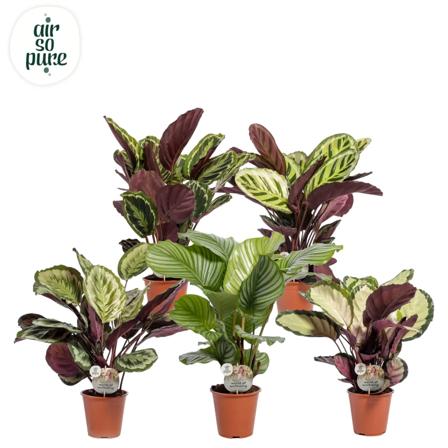 Air So Pure Calathea Rosea-mix potmaat 19cm