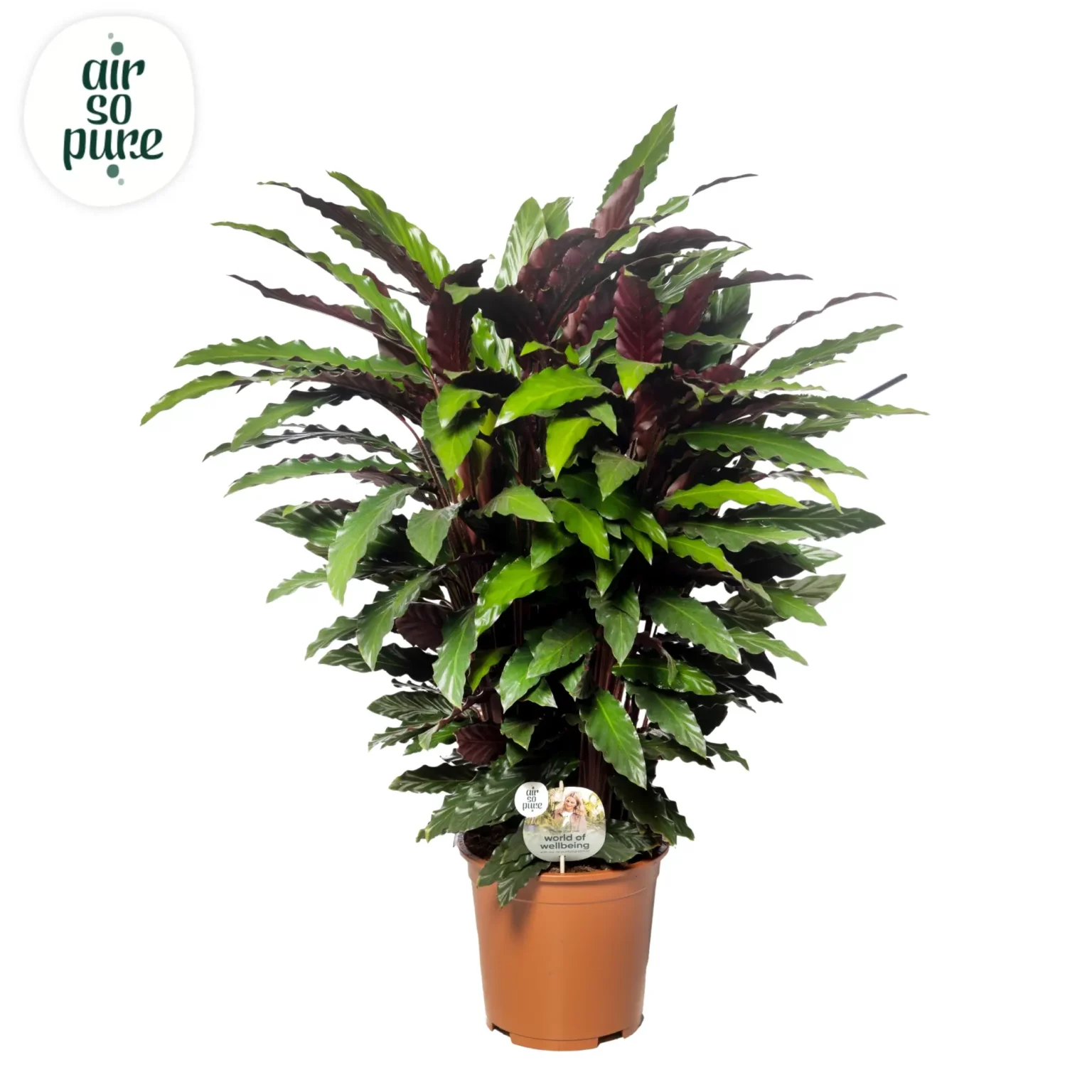 Air So Pure Calathea Rufibarba p27