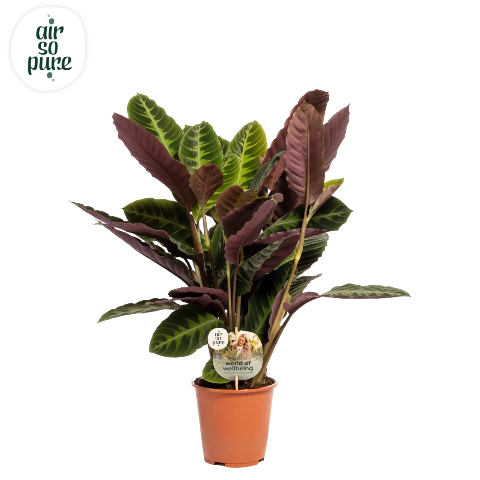 Air So Pure Calathea Warsewiczii potmaat 19cm