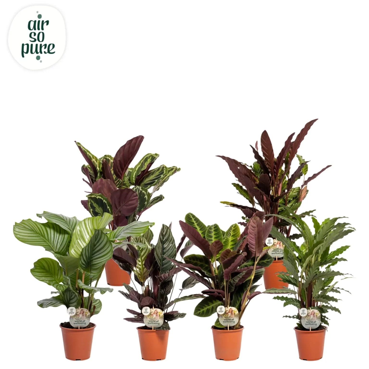 Air So Pure Calathea mix p19