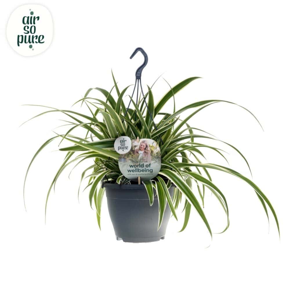 Air So Pure Chlorophytum Vittatum hangpot 19cm