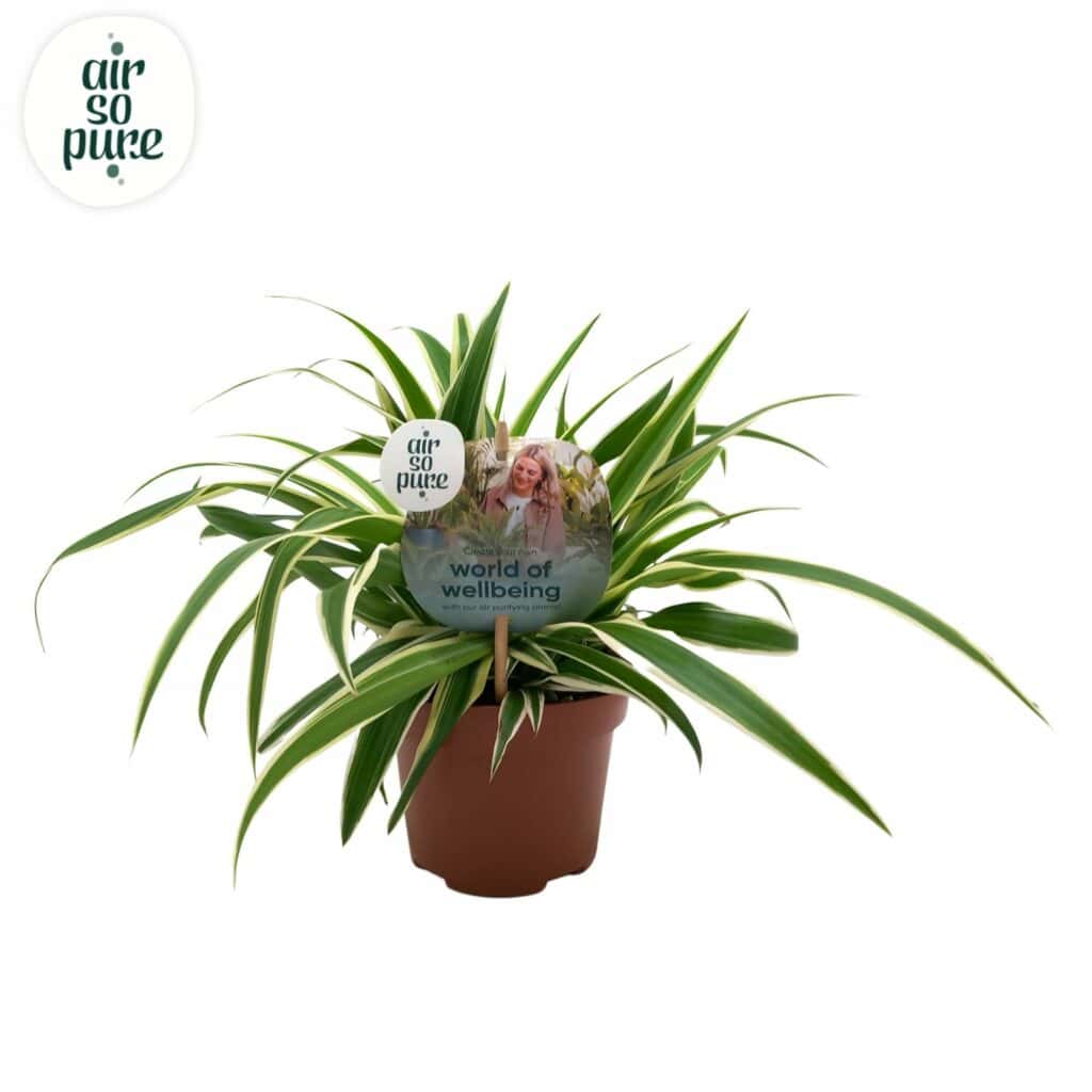 Air So Pure Chlorophytu Vittatum potmaat 13cm