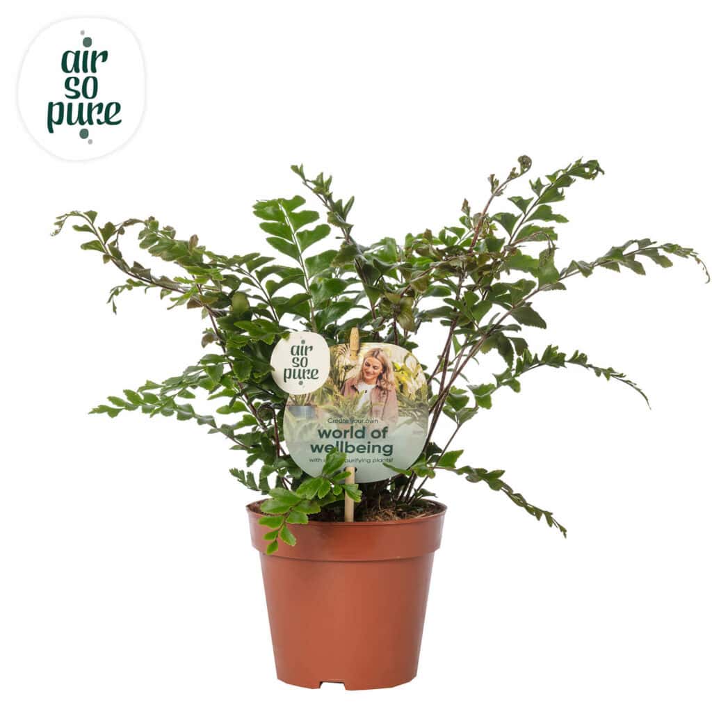 Air So Pure Didymochlaena Truncatula potmaat 12cm
