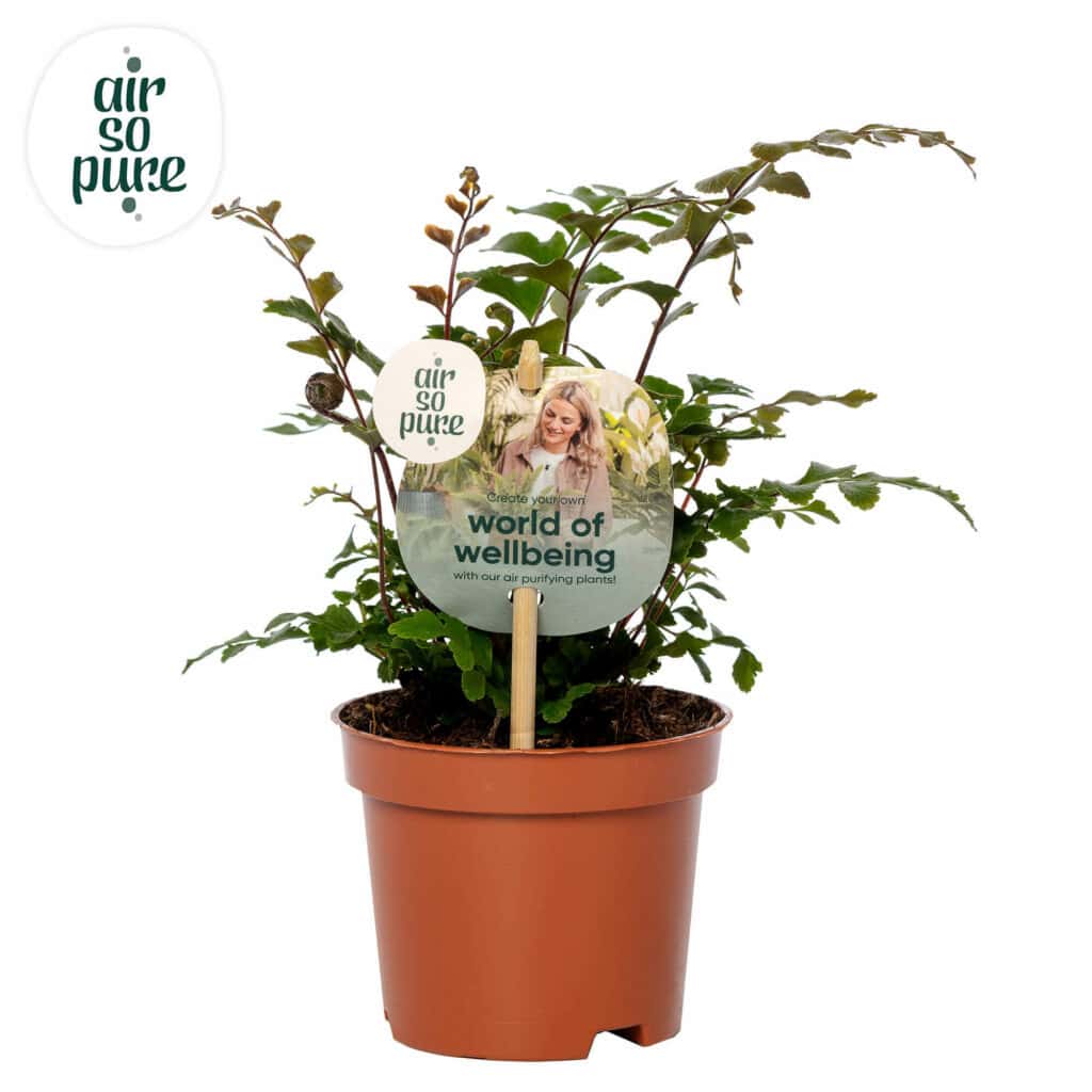 Air So Pure Didymochlaena Truncatula potmaat 9cm