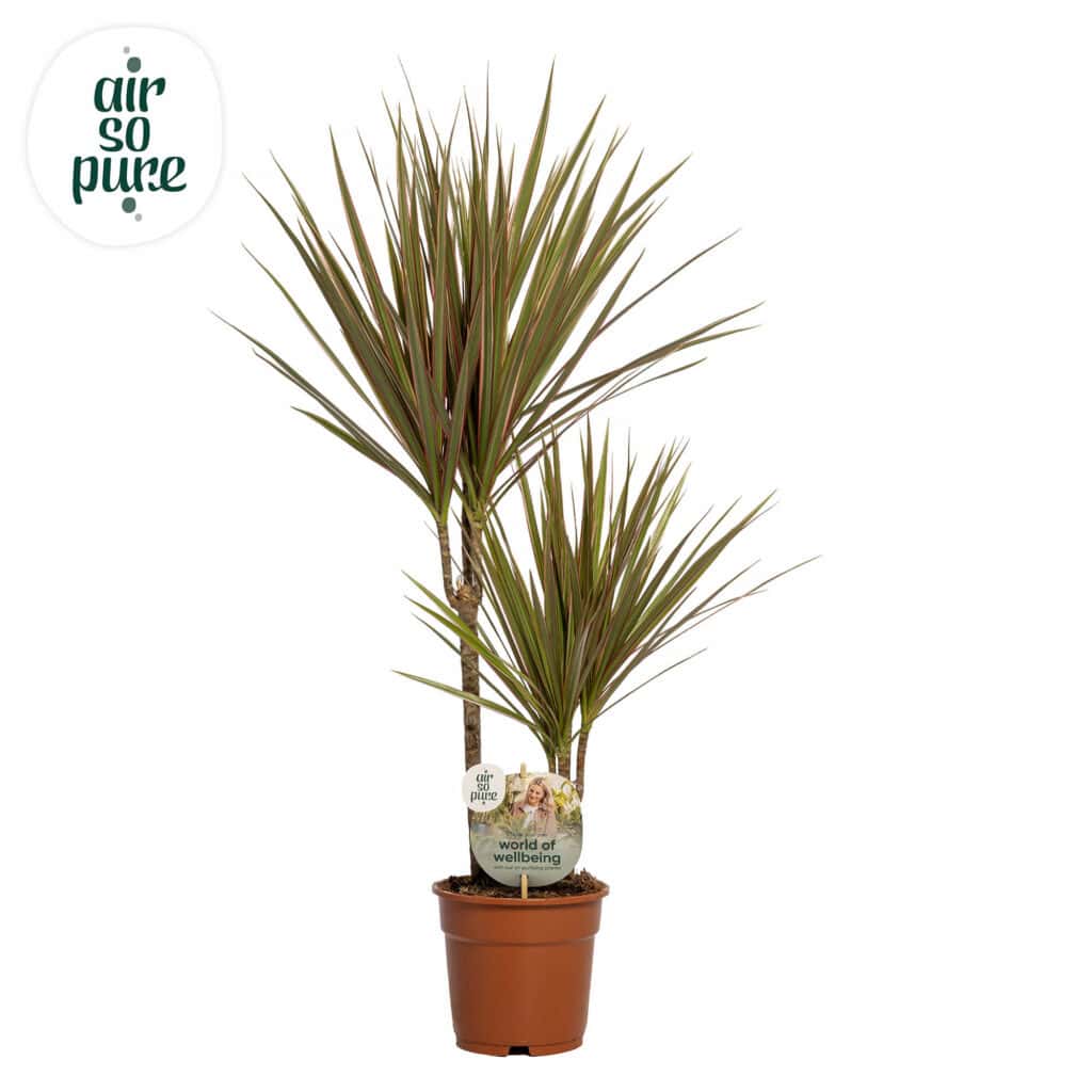 Air So Pure Dracaena Bicolor potmaat 17cm 30-10