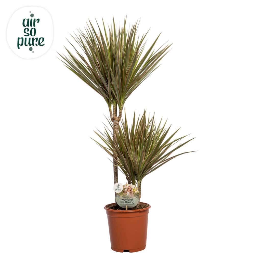 Air So Pure Dracaena Bicolor potmaat 21cm hoogtes 45-15-10