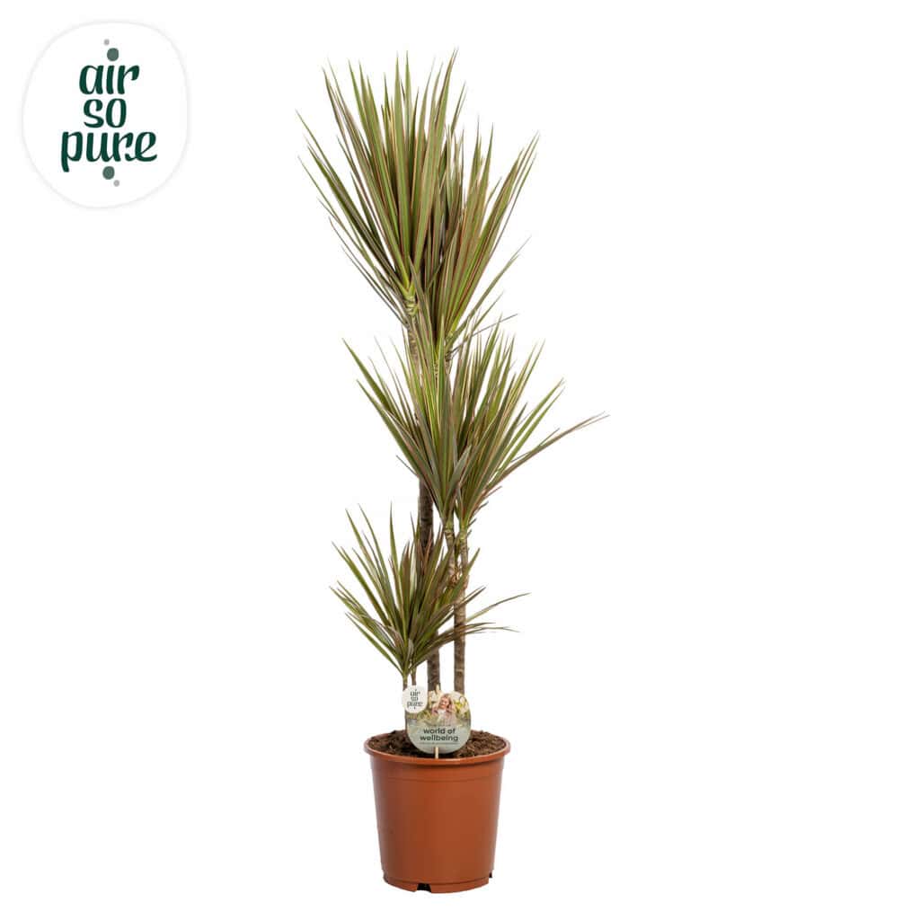 Air So Pure Dracaena Bicolor potmaat 24cm 60-30-10