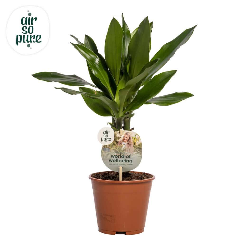 Air So Pure Dracaena Janet Lind potmaat 14cm