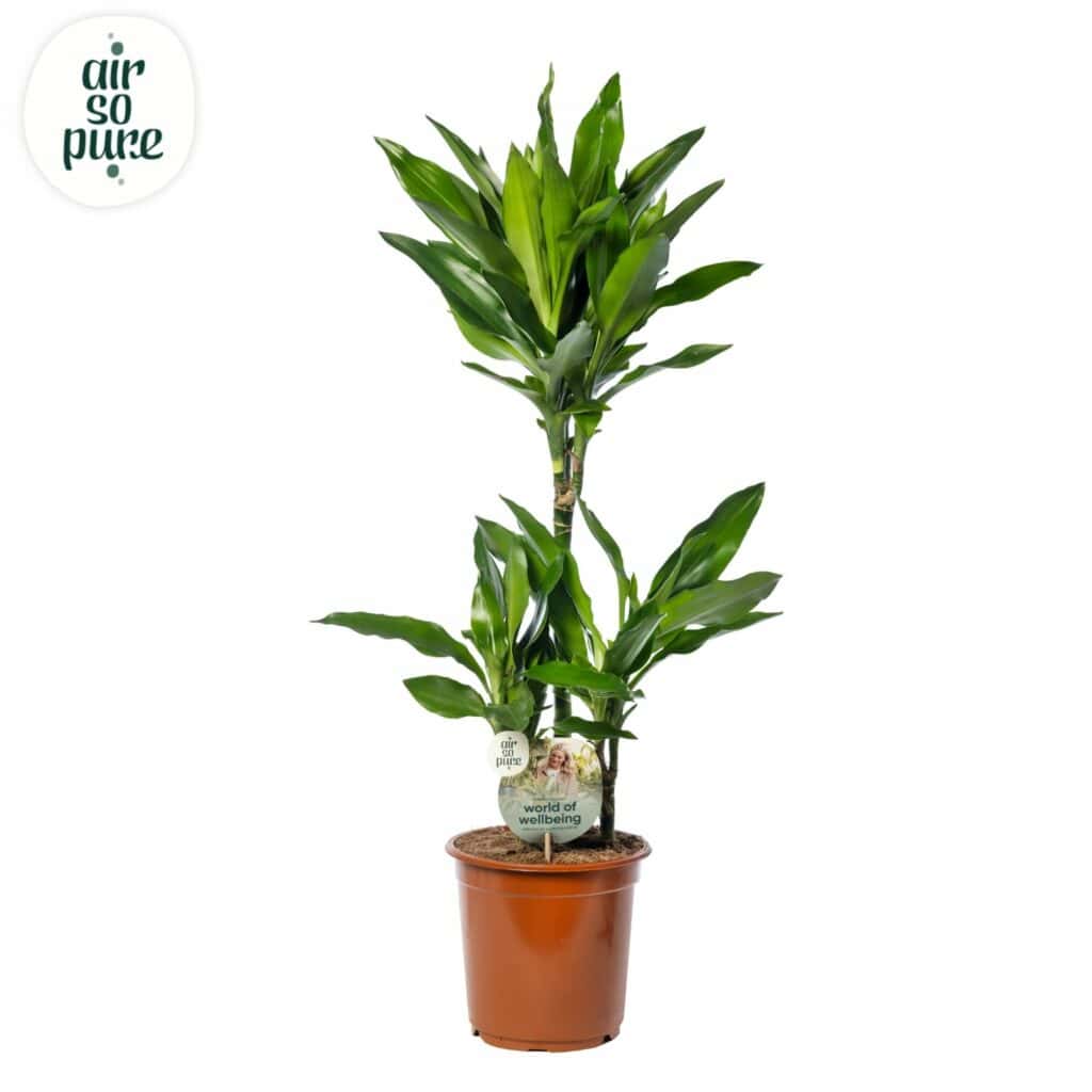 Air So Pure Dracaena Janet Lind potmaat 21cm hoogtes 45-15-10