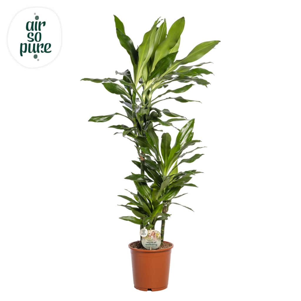 Air So Pure Dracaena Janet Lind potmaat 24cm 75-30-10