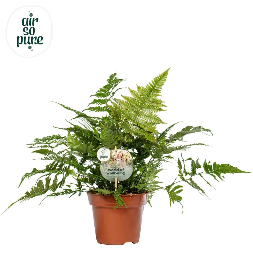 Air So Pure Dryopteris Erythrosora potmaat 17cm
