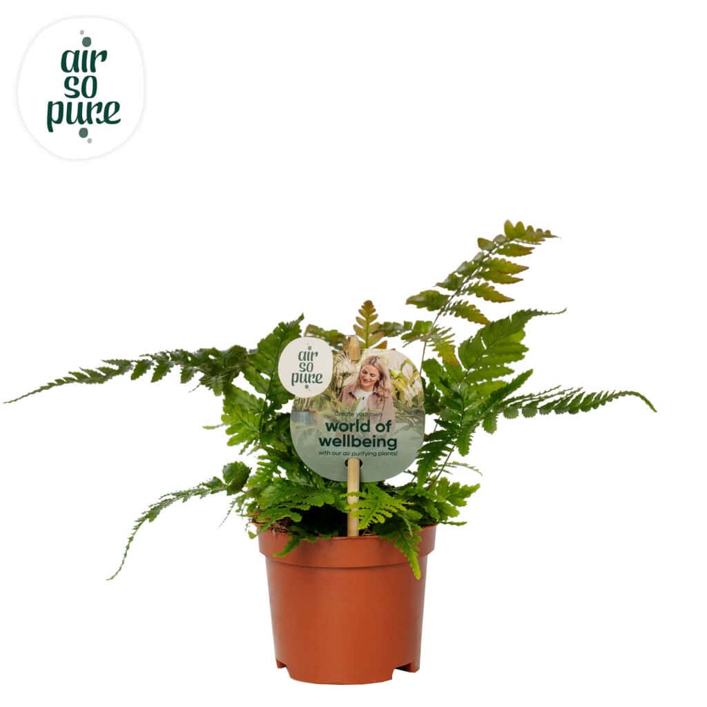 Air So Pure Dryopteris Erythrosora potmaat 9cm