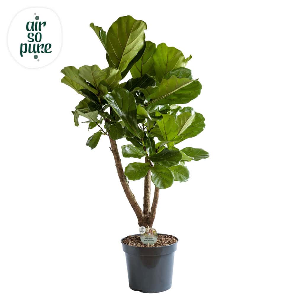 Air So Pure Ficus Lyrata - vertakt - potmaat 35cm