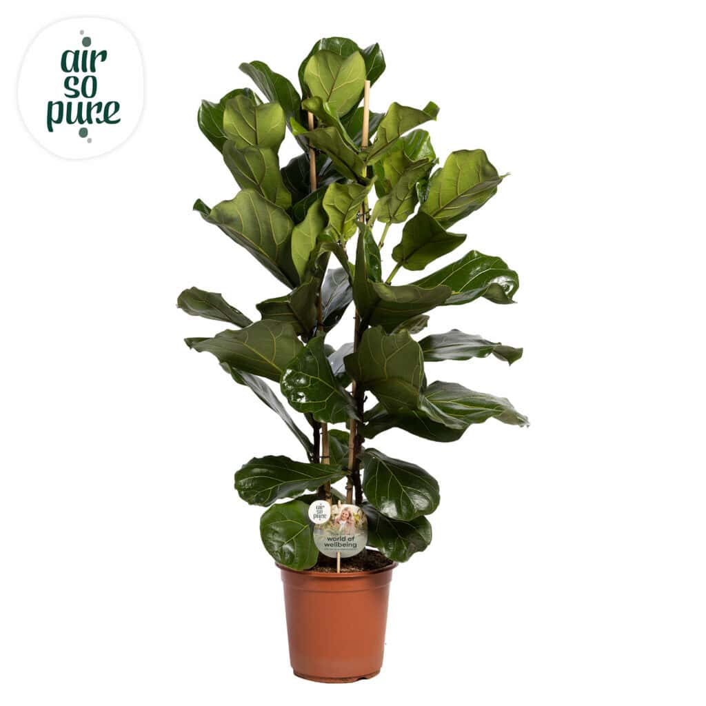 Air So Pure Ficus Lyrata potmaat 24cm