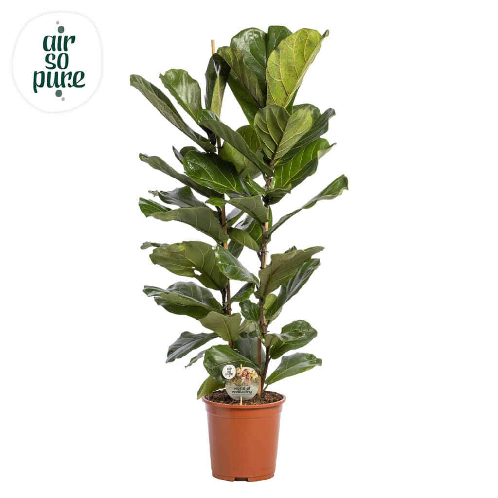 Air So Pure Ficus Lyrata potmaat 27cm