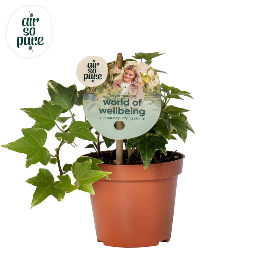 Air So Pure Hedera Helix Esther potmaat 8.5 cm