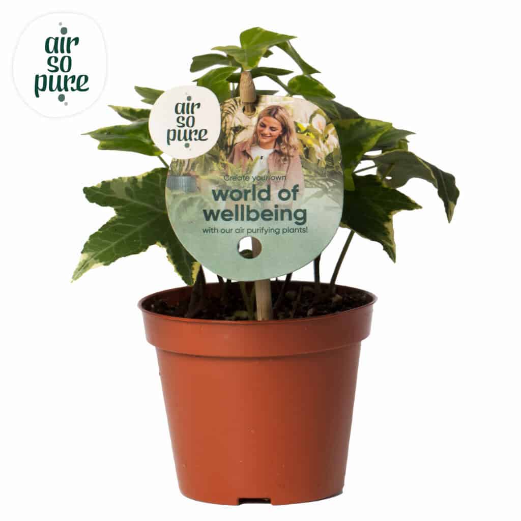 Air So Pure Hedera Gold Child potmaat 8.5cm