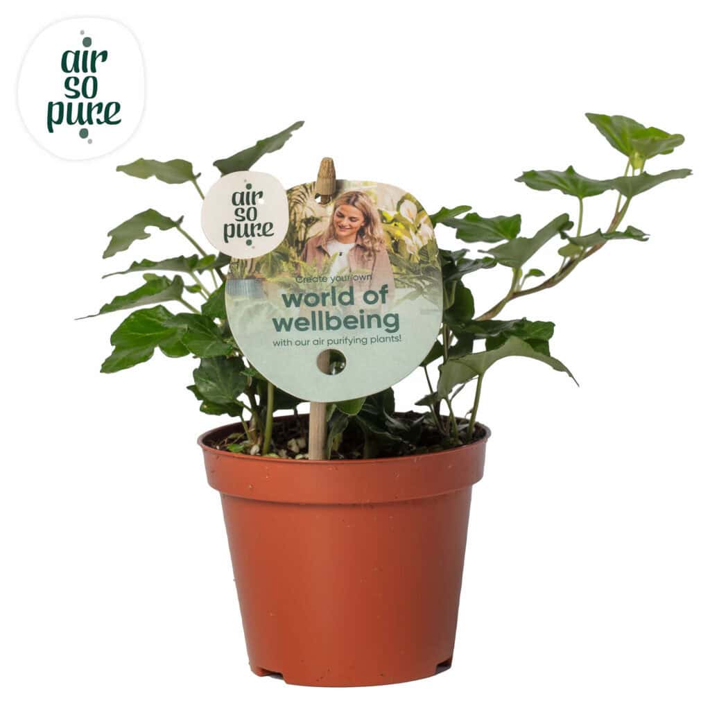 Air So Pure Hedera Wonder potmaat 8.5 cm