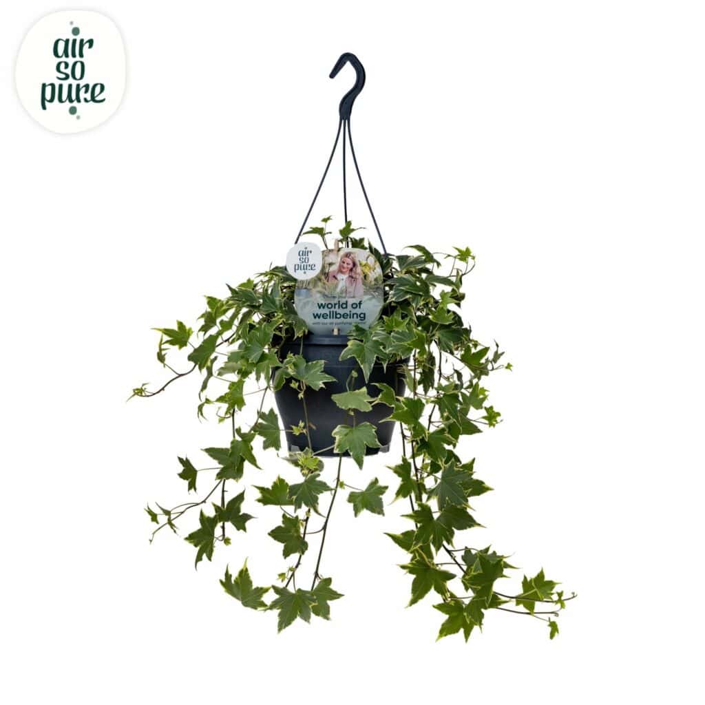 Air So Pure Hedera Yellow Ripple potmaat 19cm