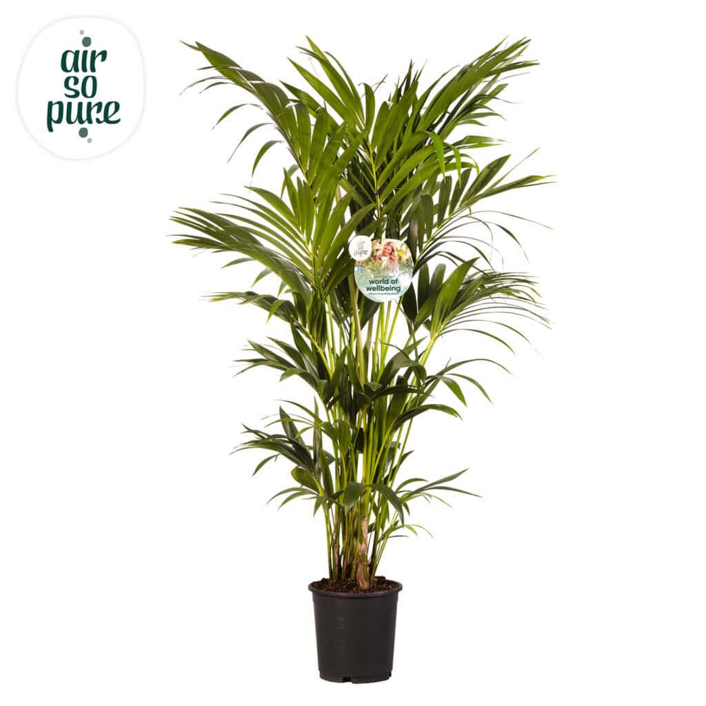 Air So Pure Kentia Howea Forsteriana potmaat 24cm 8pp