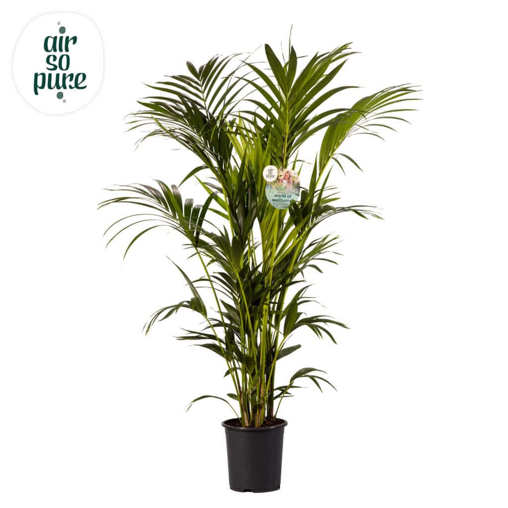 Air So Pure Kentia Howea Forsteriana potmaat 27cm