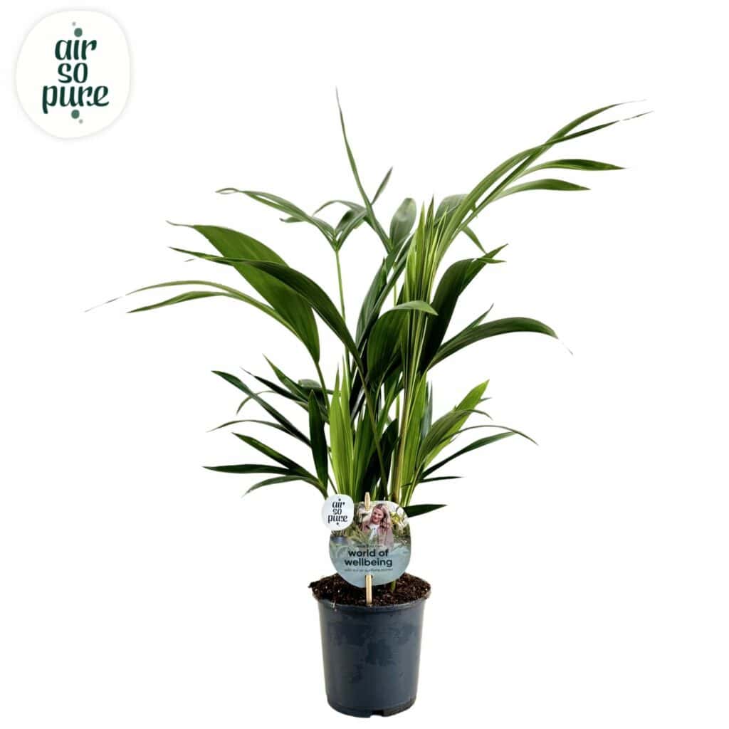 Air So Pure Kentia Howea Fosteriana potmaat 13cm