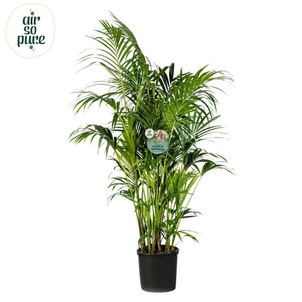 Air So Pure Kentia Howea Forsteriana potmaat 34cm