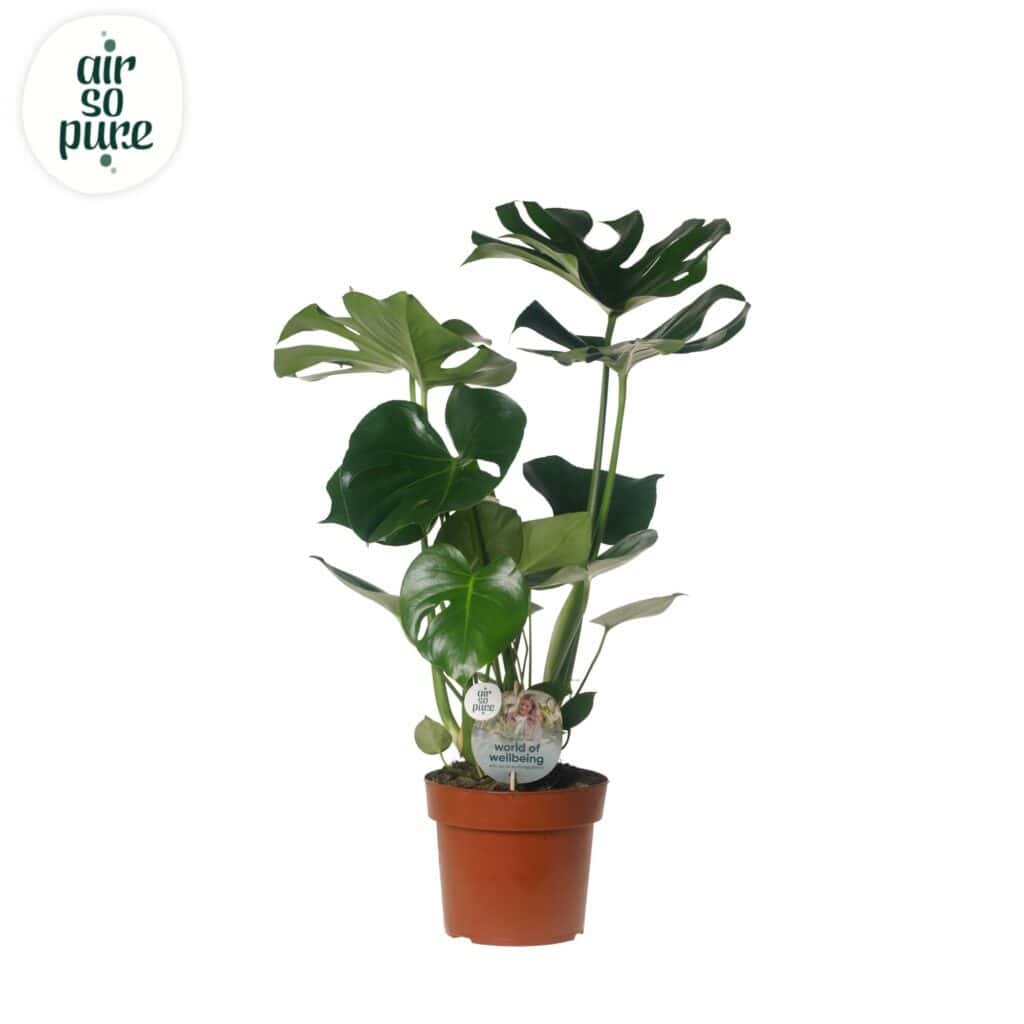 Air So Pure Monstera Deliciosa potmaat 17cm