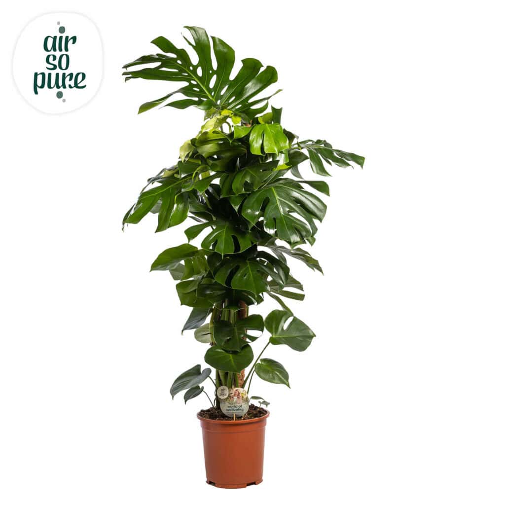 Air So Pure Monstera Deliciosa met mosstok potmaat 27cm