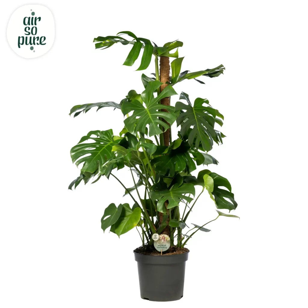 Air So Pure Monstera deliciosa p35 mosstok