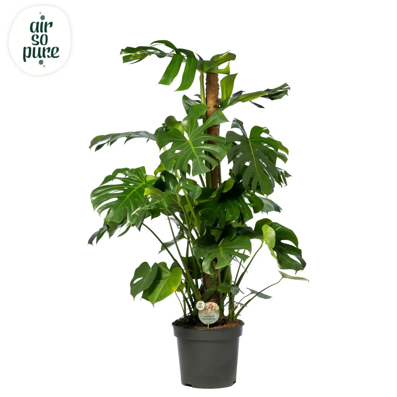 Air So Pure Monstera deliciosa p35 mosstok