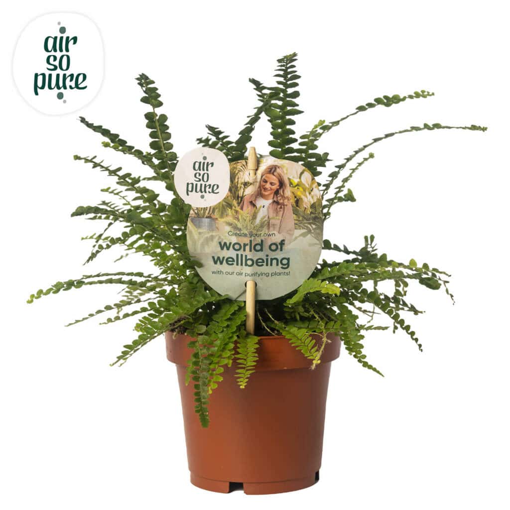 Air So Pure Nephrolepis Duffi potmaat 12cm