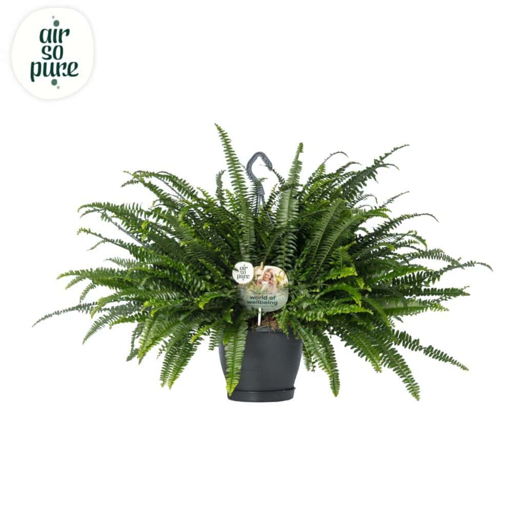 Air So Pure Nephrolepis Green Lady hangpot maat 20cm