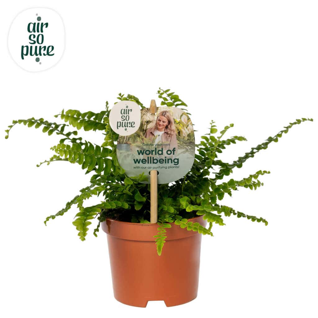 Air So Pure Nephrolepis Green Lady potmaat 9cm