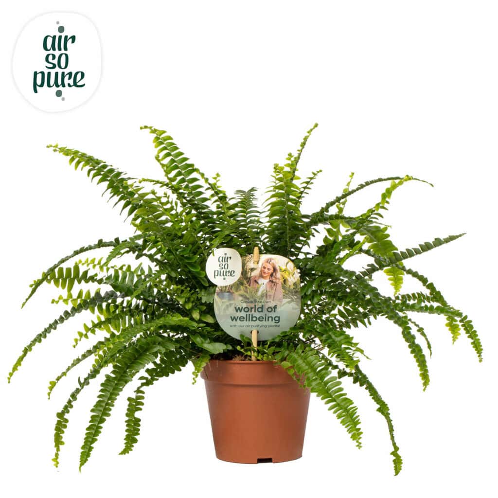 Air So Pure Nephrolepis Green Lady potmaat 12cm