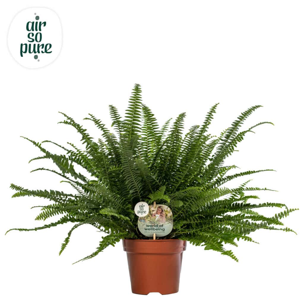 Air So Pure Nephrolepis Green Lady potmaat 17cm