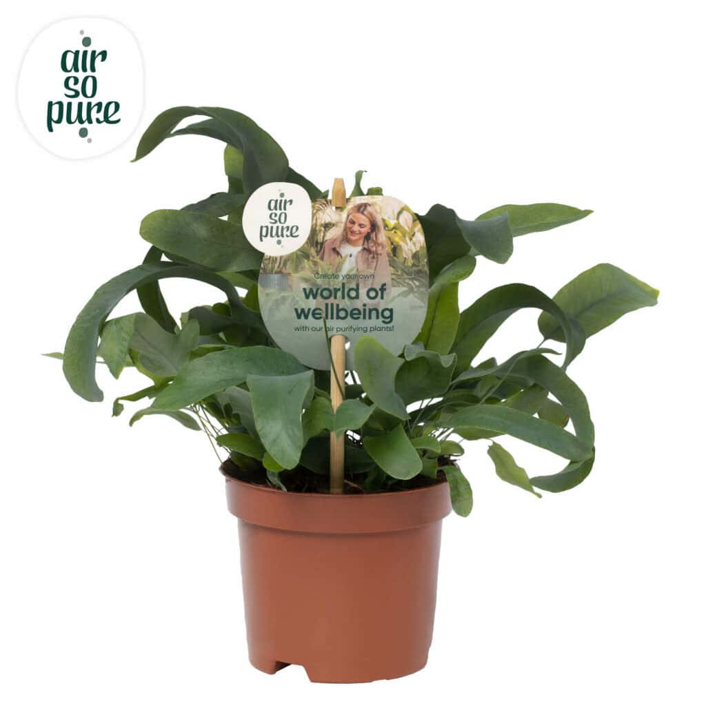 Air So Pure Phlebodium Blue Star potmaat 9cm