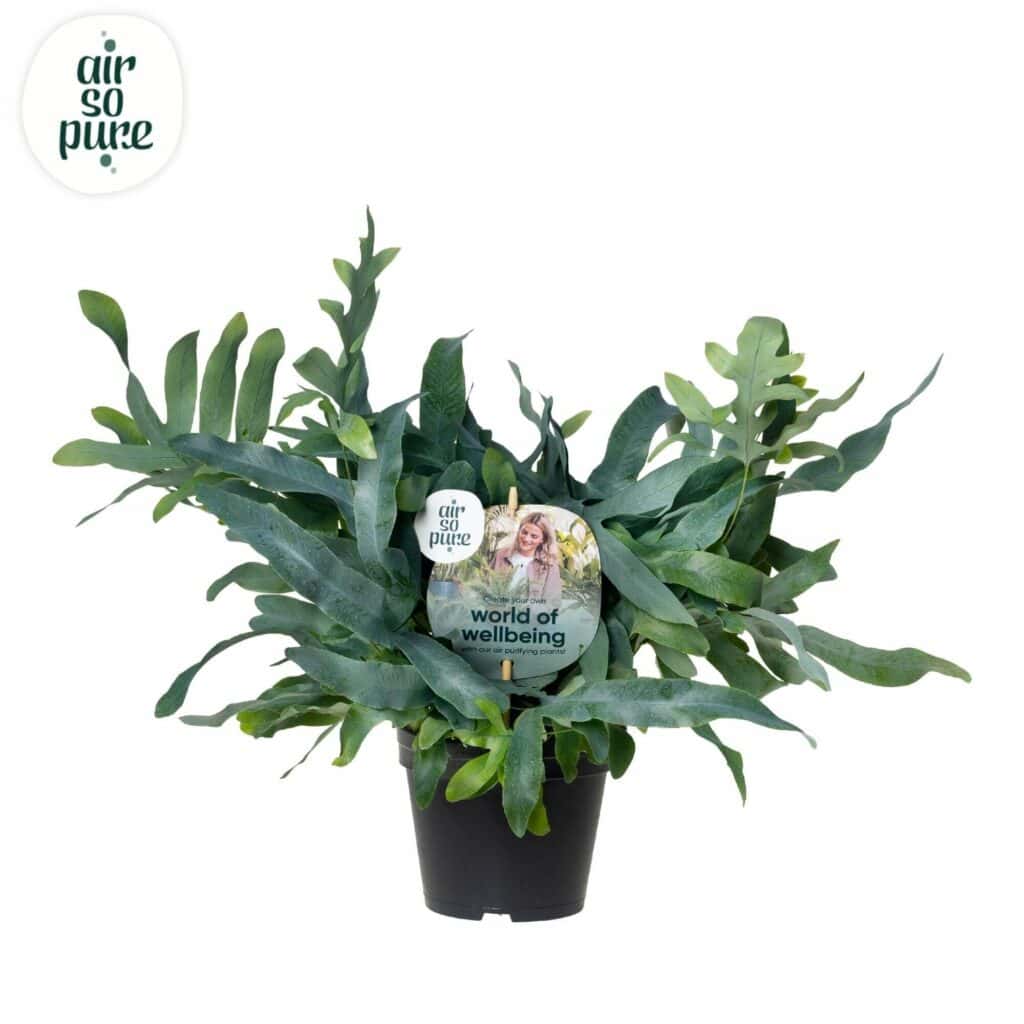 Air So Pure Phlebodium Blue Star potmaat 14cm