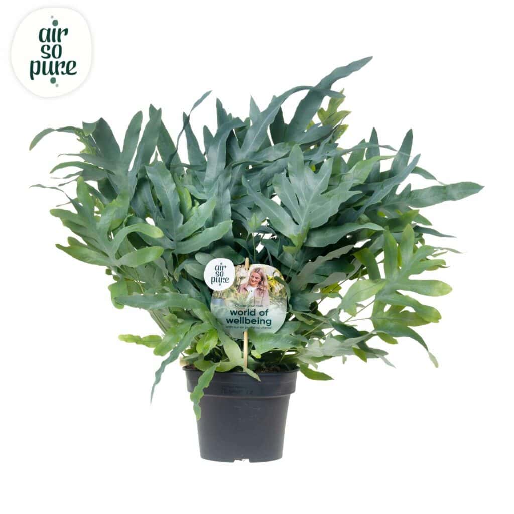 Air So Pure Phlebodium Blue Star potmaat 17cm