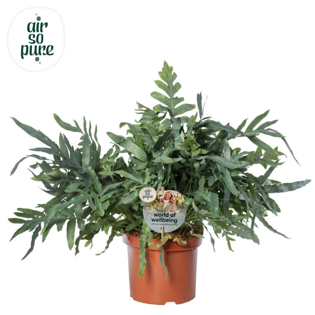 Air So Pure Phlebodium Blue Star potmaat 26cm