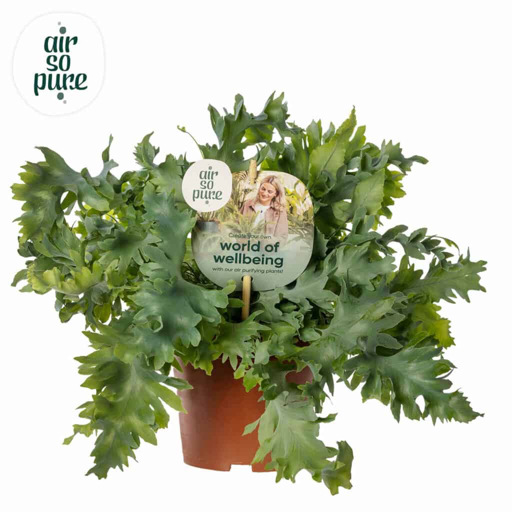 Air So Pure Phlebodium Davana potmaat 12cm