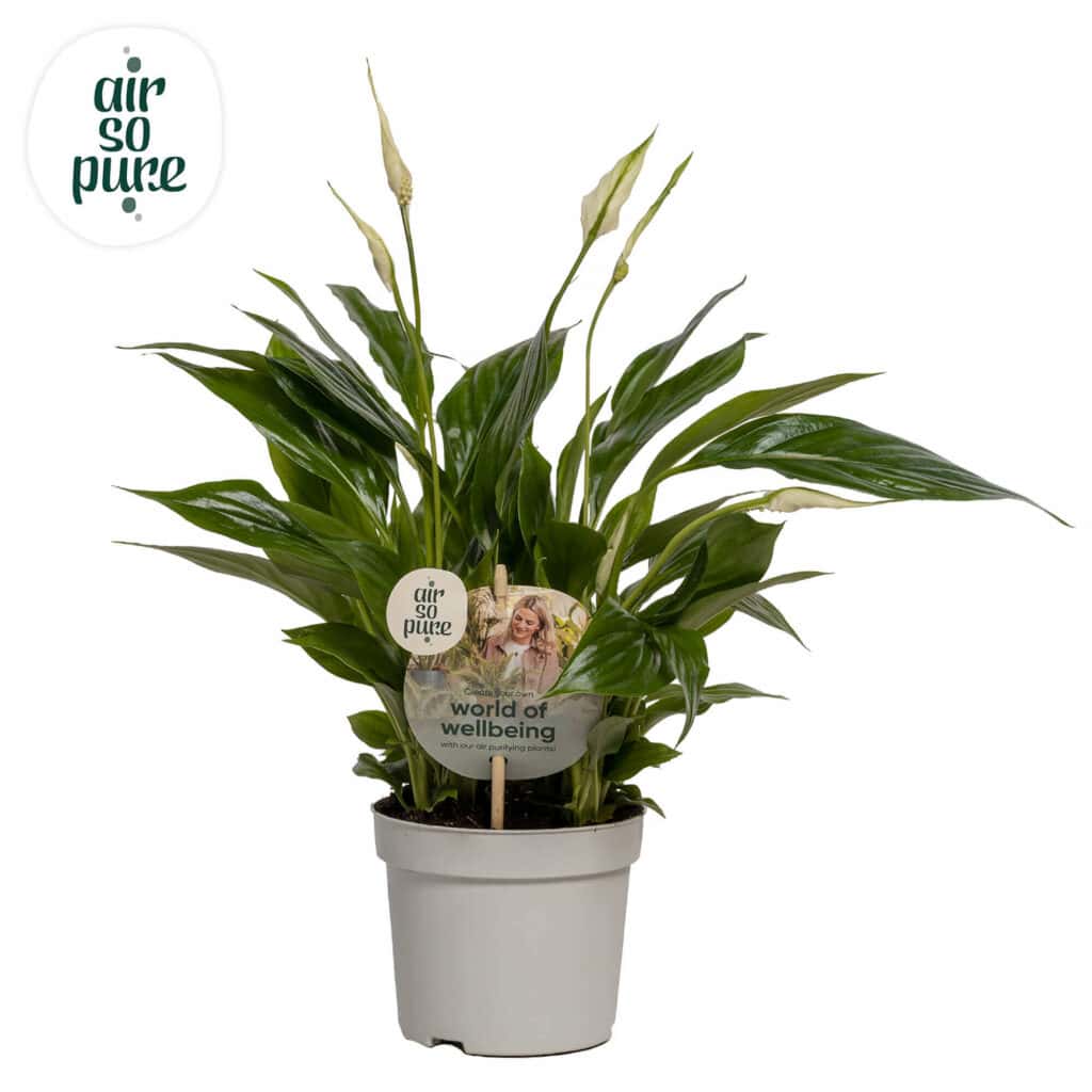 Air So Pure Spathiphyllum Bellini potmaat 13cm